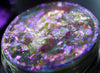 Angel Aura Quartz Chameleon Glitter Flakes - Ensley Reign Cosmetics